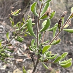 Persoonia rigida (Hairy Geebung) at Glen Fergus, NSW - 7 Nov 2025 by JaneR