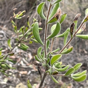 Persoonia rigida at Glen Fergus, NSW - 7 Nov 2025 by JaneR