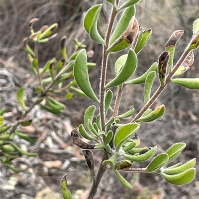 Persoonia rigida (Hairy Geebung) at Glen Fergus, NSW - 7 Nov 2025 by JaneR