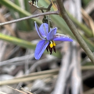 Dianella revoluta at Glen Fergus, NSW - 7 Nov 2025 by JaneR