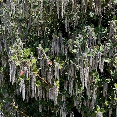 Unverified Other Tree at Rendezvous Creek, ACT - Yesterday by KMcCue