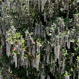 Unverified Other Tree at Rendezvous Creek, ACT - Yesterday by KMcCue