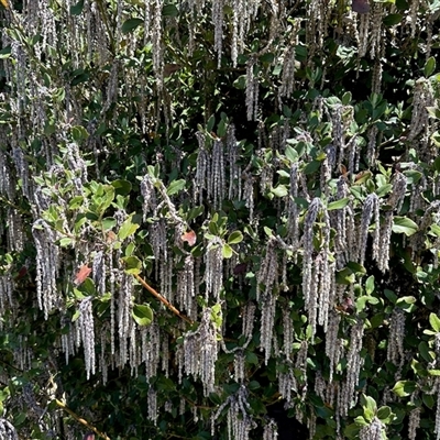 Unverified Other Tree at Rendezvous Creek, ACT - Yesterday by KMcCue