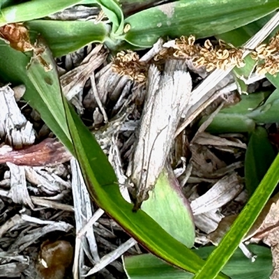 Faveria tritalis (Couchgrass Webworm) at Brindabella, NSW - 7 Nov 2025 by KMcCue