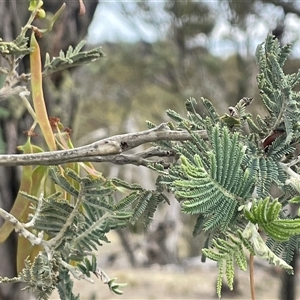 Acacia dealbata at Glen Fergus, NSW - 7 Nov 2025 by JaneR