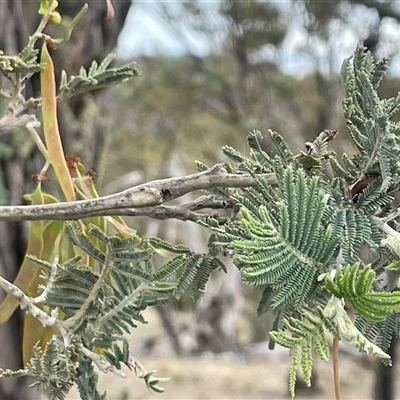 Acacia dealbata (Silver Wattle) at Glen Fergus, NSW - 7 Nov 2025 by JaneR