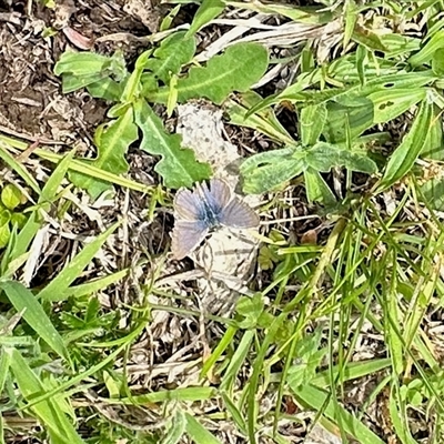 Zizina otis (Common Grass-Blue) at Brindabella, NSW - 7 Nov 2025 by KMcCue