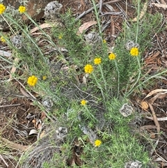 Chrysocephalum semipapposum (Clustered Everlasting) at Glen Fergus, NSW - 7 Nov 2025 by JaneR