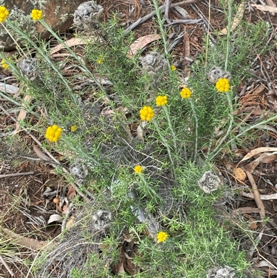 Chrysocephalum semipapposum (Clustered Everlasting) at Glen Fergus, NSW - 7 Nov 2025 by JaneR