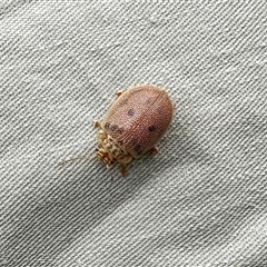 Paropsis atomaria (Eucalyptus leaf beetle) at Brindabella, NSW - 7 Nov 2025 by KMcCue