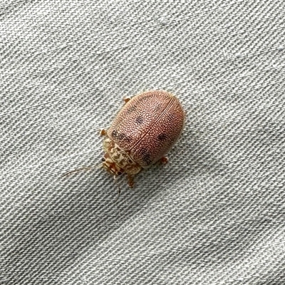 Paropsis atomaria (Eucalyptus leaf beetle) at Brindabella, NSW - 7 Nov 2025 by KMcCue