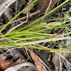 Carex breviculmis (Short-Stem Sedge) at Glen Fergus, NSW - 7 Nov 2025 by JaneR