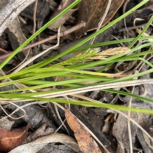 Carex breviculmis (Short-Stem Sedge) at Glen Fergus, NSW - 7 Nov 2025 by JaneR