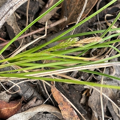 Carex breviculmis (Short-Stem Sedge) at Glen Fergus, NSW - 7 Nov 2025 by JaneR