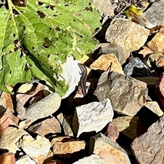 Lampropholis guichenoti (Common Garden Skink) at Aranda, ACT - 6 Nov 2025 by KMcCue