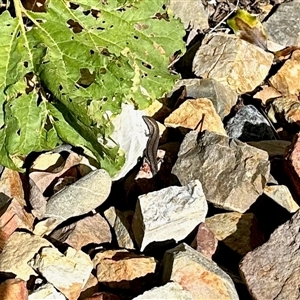 Lampropholis guichenoti (Common Garden Skink) at Aranda, ACT - 6 Nov 2025 by KMcCue