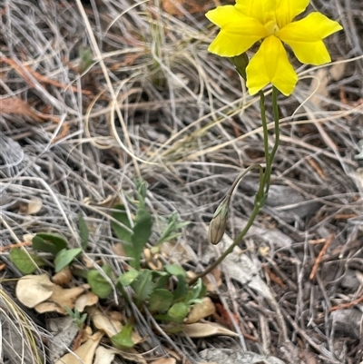 Goodenia pinnatifida (Scrambled Eggs) at Numeralla, NSW - 7 Nov 2025 by JaneR