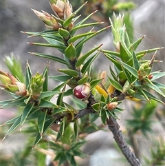 Melichrus urceolatus (Urn Heath) at Glen Fergus, NSW - 7 Nov 2025 by JaneR