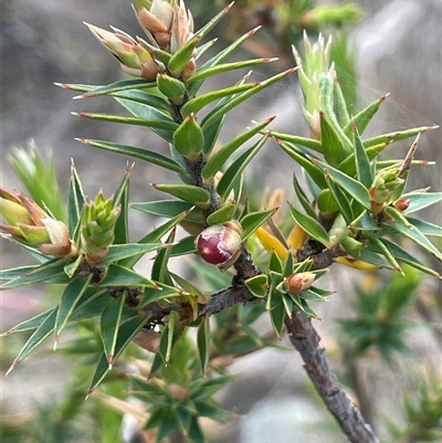 Melichrus urceolatus (Urn Heath) at Glen Fergus, NSW - 7 Nov 2025 by JaneR
