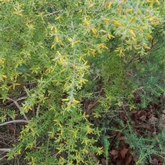 Persoonia hirsuta at Bargo, NSW - 7 Nov 2025 by Snows