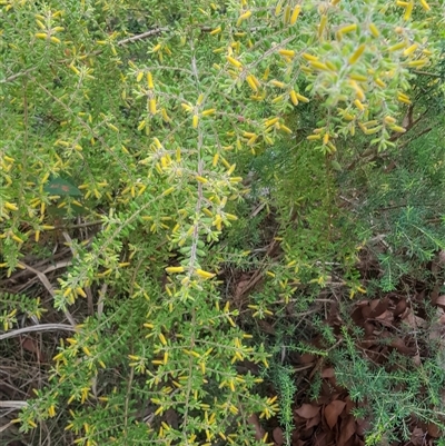 Persoonia hirsuta at Bargo, NSW - 7 Nov 2025 by Snows