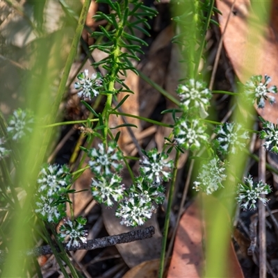 Poranthera ericifolia at Bargo, NSW - 6 Nov 2025 by Snows