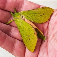 Aenetus eximia (Forest Splendid Ghost Moth) at Bargo, NSW - 4 Nov 2025 by Snows