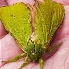 Aenetus eximia at Bargo, NSW - 4 Nov 2025 10:04 AM