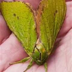 Aenetus eximia at Bargo, NSW - 4 Nov 2025 10:04 AM