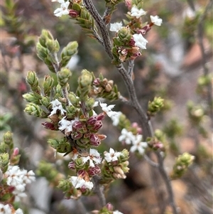Styphelia attenuata at Glen Fergus, NSW - 7 Nov 2025 by JaneR