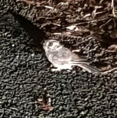 Aegotheles cristatus (Australian Owlet-nightjar) at Bargo, NSW - 6 Nov 2025 by Snows