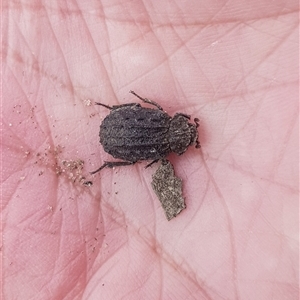 Omorgus (genus) at Bargo, NSW - 3 Nov 2025 by Snows