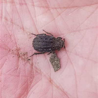 Omorgus (genus) (Hide beetle) at Bargo, NSW - 3 Nov 2025 by Snows