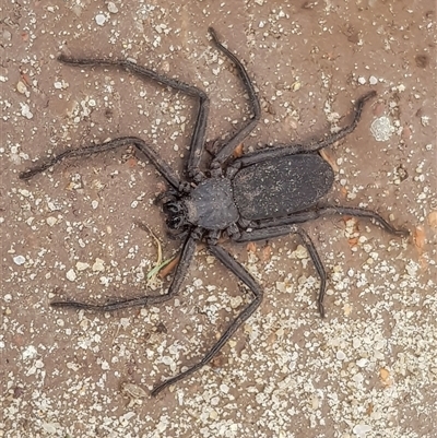 Hemicloea sp. (genus) at Bargo, NSW - 19 Aug 2025 by Snows