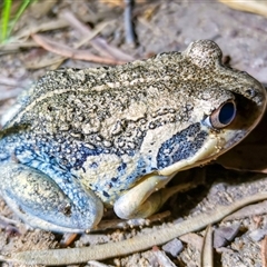 Limnodynastes superciliaris at Bargo, NSW - 9 Nov 2025 by Snows