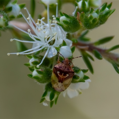 Eupolemus angularis (Acanthosomatid bug) at Bargo, NSW - 24 Oct 2025 by Snows
