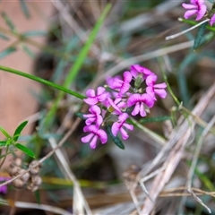 Mirbelia rubiifolia at Bargo, NSW - 23 Oct 2025 by Snows