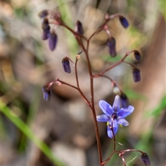 Dianella revoluta var. revoluta at Bargo, NSW - 23 Oct 2025 by Snows