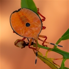 Musgraveia sulciventris (Bronze Orange Bug) at Bargo, NSW - 23 Oct 2025 by Snows