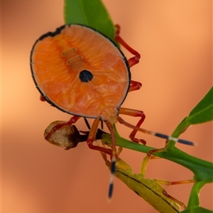 Musgraveia sulciventris (Bronze Orange Bug) at Bargo, NSW - 23 Oct 2025 by Snows