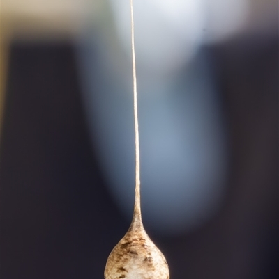 Araneidae (family) at Bargo, NSW - 13 Oct 2025 by Snows