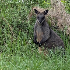 Unverified Mammal at Tuross Head, NSW - Yesterday by Rosalie