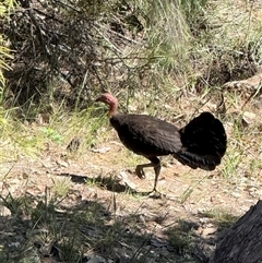 Alectura lathami (Australian Brush-turkey) at Bucketty, NSW - 9 Nov 2025 by MartinPredavec