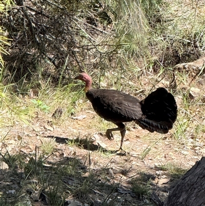 Alectura lathami (Australian Brush-turkey) at Bucketty, NSW - 9 Nov 2025 by MartinPredavec