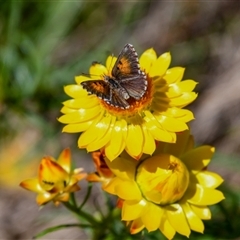 Lucia limbaria (Chequered Copper) at Chapman, ACT - 6 Nov 2025 by ChrisAppleton