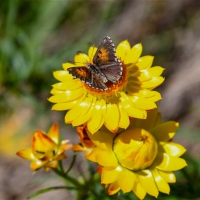 Lucia limbaria (Chequered Copper) at Chapman, ACT - 6 Nov 2025 by ChrisAppleton
