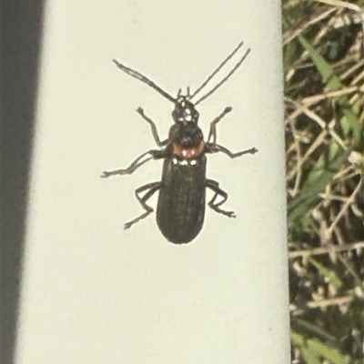 Chauliognathus sp. (genus) (Soldier beetle) at Lyons, ACT - 9 Nov 2025 by ran452