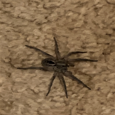 Tasmanicosa sp. (genus) (Tasmanicosa wolf spider) at Canyonleigh, NSW - 8 Nov 2025 by blacksheep