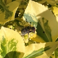 Calliphoridae (Family) at Canyonleigh, NSW - 8 Nov 2025 by blacksheep