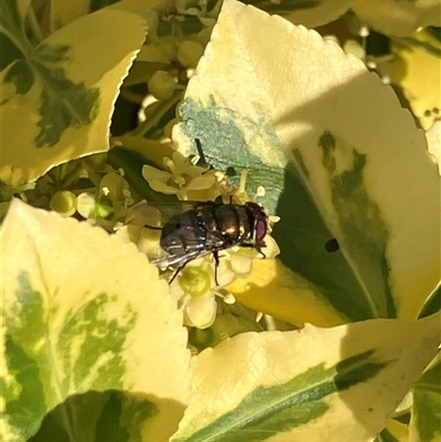 Calliphoridae (Family) at Canyonleigh, NSW - 8 Nov 2025 by blacksheep
